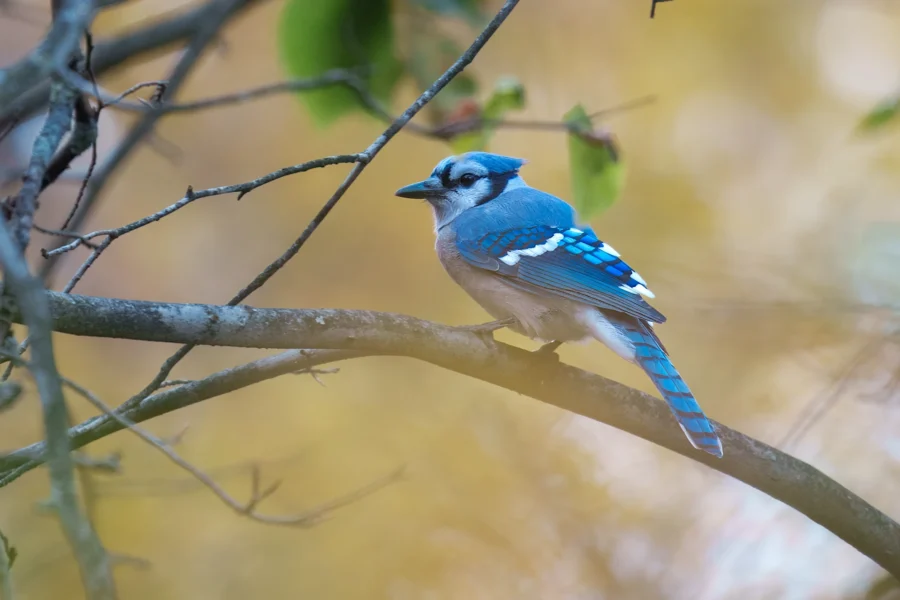 A blue jay with vibrant blue and white feathers perches on a tree branch, surrounded by blurred foliage.