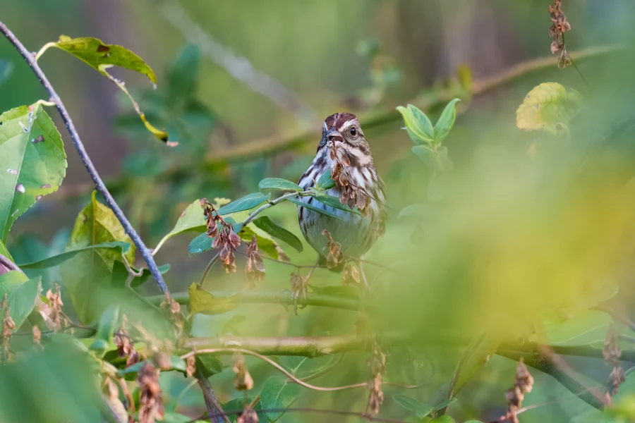 A small brown and white bird perches on a branch surrounded by green leaves and dried flowers in a natural setting.