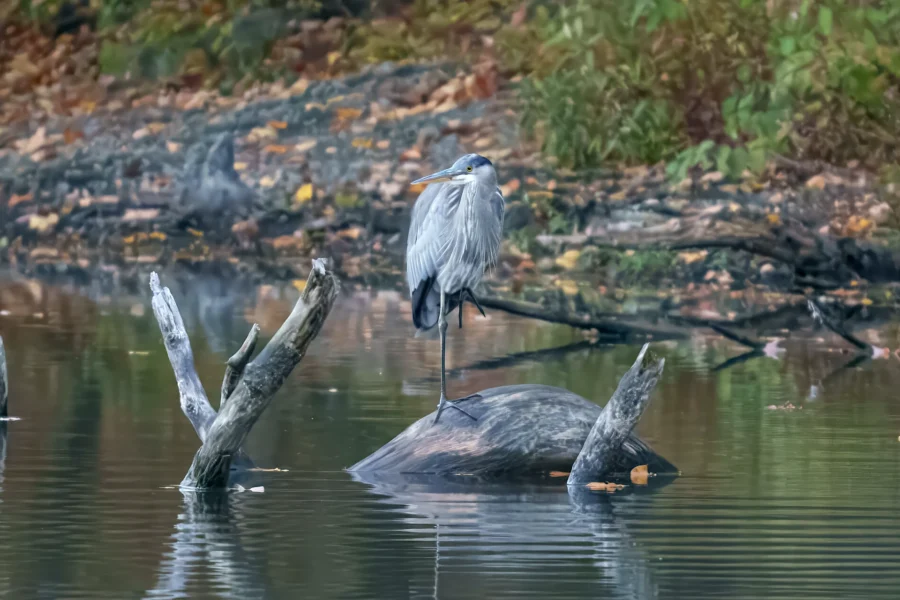 A heron stands on one leg atop a partially submerged log in a calm, reflective pond, with fallen leaves and foliage visible in the background.