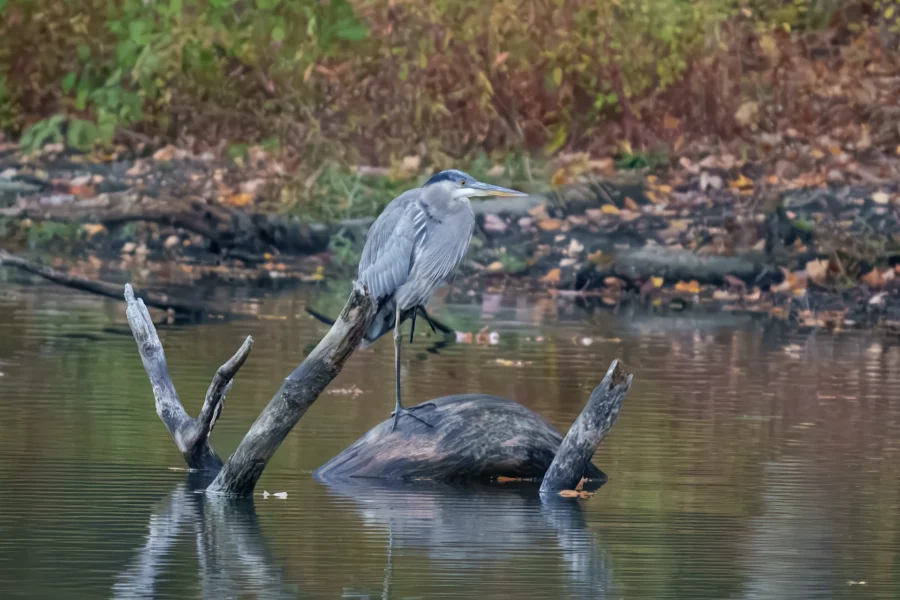 A great blue heron stands on a partially submerged log in a calm, wooded pond with fallen leaves on the water and ground.