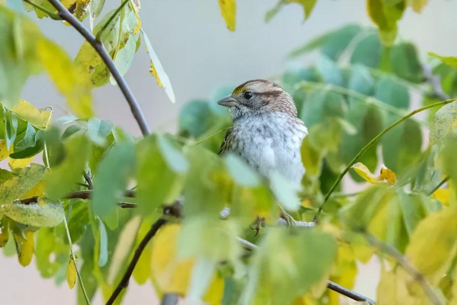 A small brown and white bird is perched on a branch surrounded by green and yellow leaves.