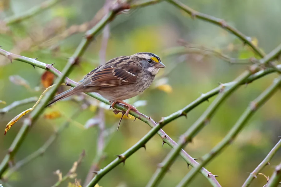 A small bird with brown and white feathers perched on a thorny branch, with a blurred green background.