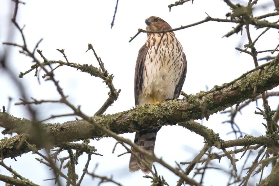 BOR - 10-28-2025 - 0011920 A hawk with brown and white feathers is perched on a tree branch surrounded by bare twigs against a pale sky.