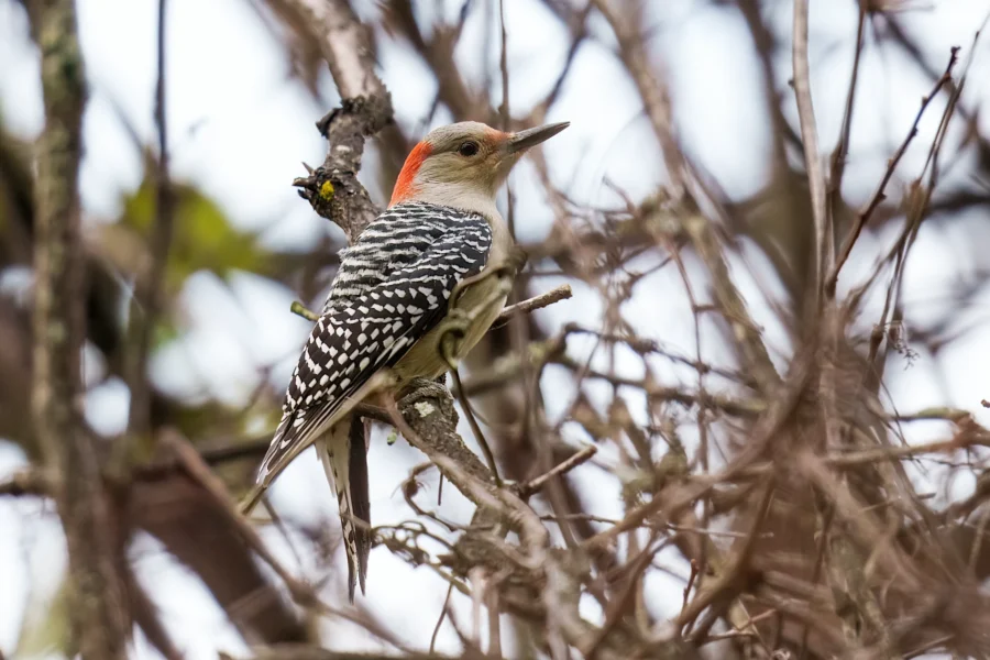 BOR - 10-28-2025 - 0021920 A woodpecker with a red crown and black-and-white patterned wings perches on a tree branch among dense twigs.