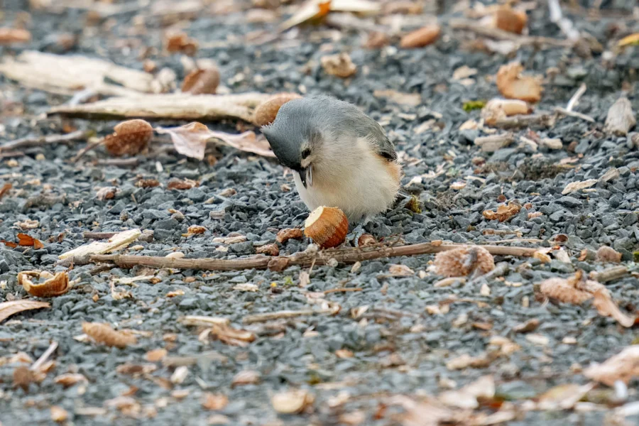 BOR - 10-28-2025 - 0061920 A small bird on gravel ground pecks at an acorn surrounded by scattered shells and debris.