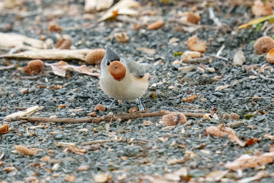 BOR - 10-28-2025 - 0071920 Small bird with a gray back and rust-colored head standing on gravelly ground scattered with dry seeds and twigs.