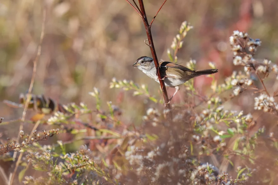 A small brown and gray bird is perched on a slender branch among dense, dry vegetation with a blurred, earthy background.