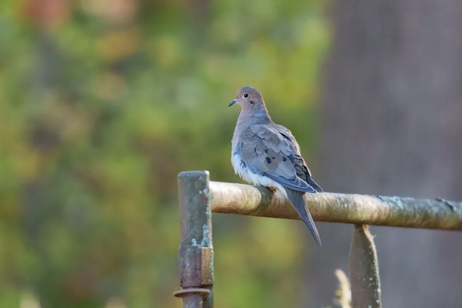 BOR - 10-28-2025 - 0101920 A mourning dove with brown and gray feathers is perched on a weathered metal fence with a blurred green background.