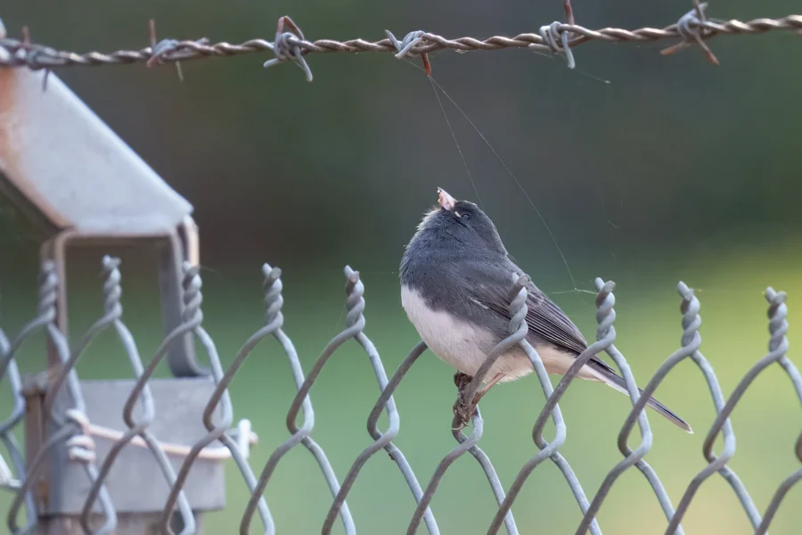 BOR - 10-28-2025 - 0121920 A small bird perched on a chain link fence with a barbed wire strand above it, looking upward.