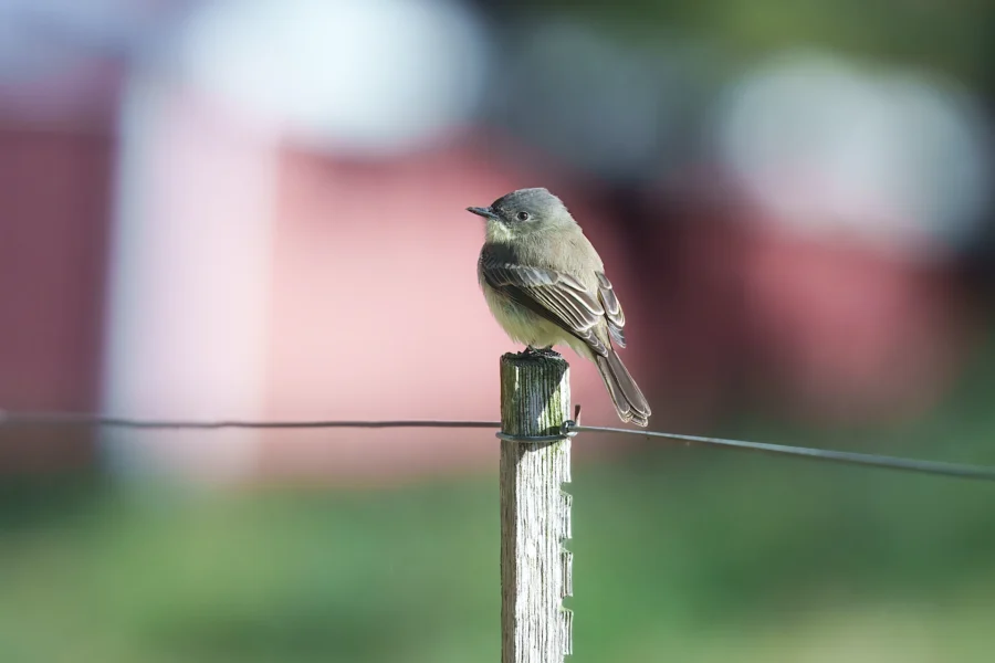 BOR - 10-28-2025 - 0131920 A small brown bird is perched on top of a wooden fence post with blurred greenery and red structures in the background.