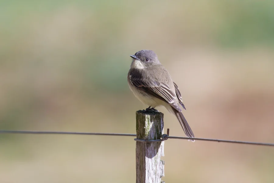 BOR - 10-28-2025 - 0161920 A small brown and gray bird is perched on a wooden fence post next to a wire, with a blurred green and beige background.