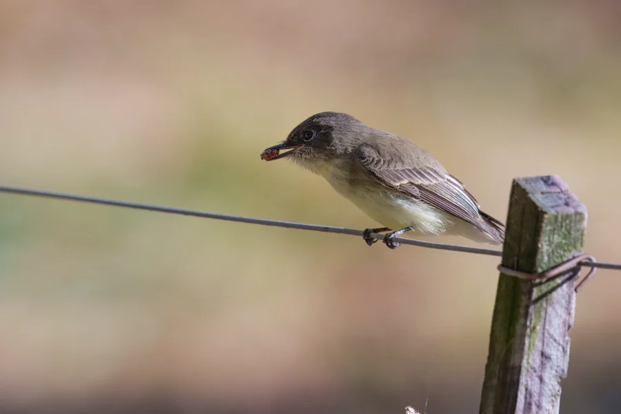 BOR - 10-28-2025 - 0191920 A small bird with brown and white plumage perches on a wire fence, holding an insect in its beak.