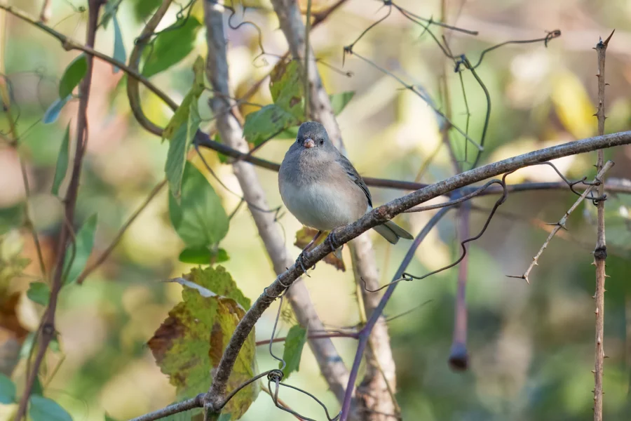BOR - 10-28-2025 - 0231920 A small gray and white bird is perched on a thin, curved branch amid green and brown leaves in a natural outdoor setting.