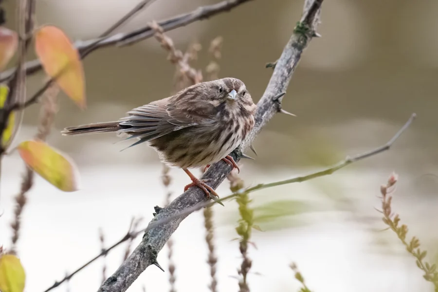 A small brown and white songbird with streaked plumage perches on a thin, angled branch against a blurred natural background.
