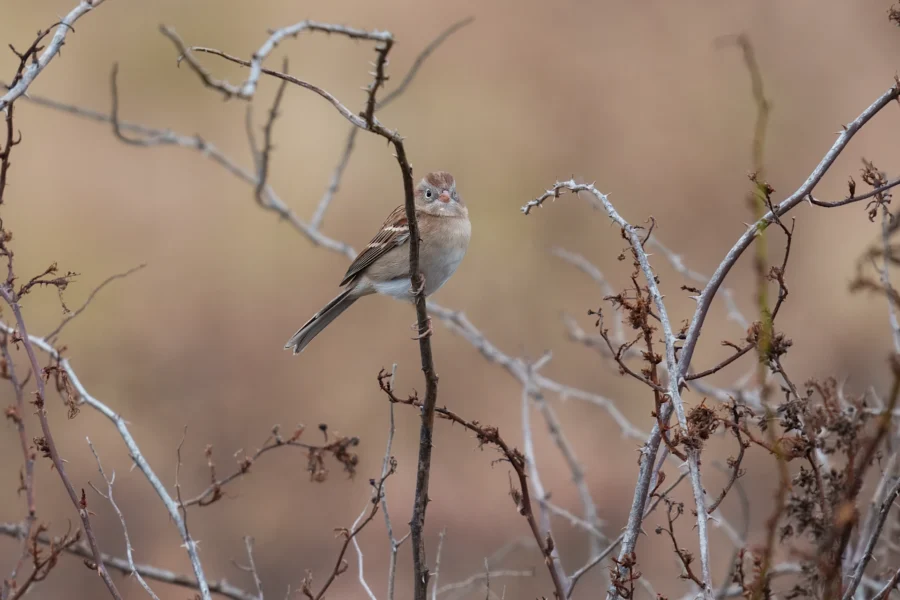 A small brown and white bird perches on a thin, leafless branch among dry, tangled twigs against a blurred brown background.