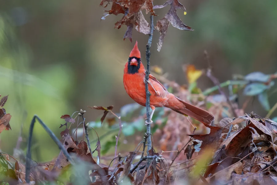 A northern cardinal perches on a thin branch surrounded by dry leaves and vegetation in an outdoor setting.