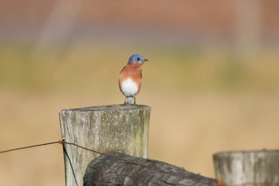 A small blue and orange bird is perched on top of a weathered wooden fence post with a blurred background.