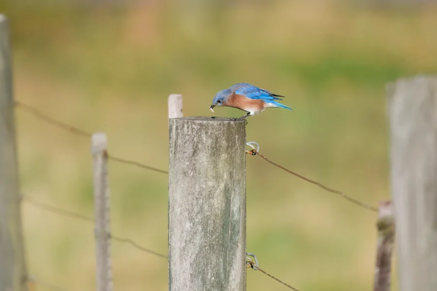 A small blue and orange bird stands on top of a wooden fence post next to a wire fence, with a blurred green and brown background.
