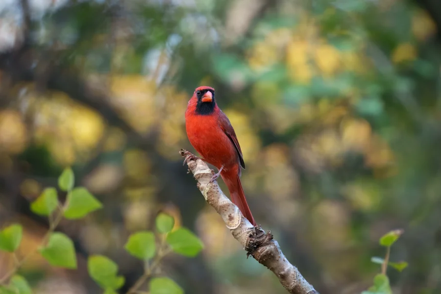 A bright red northern cardinal perches on a branch with a blurred green and yellow background.