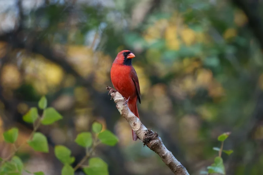 A bright red cardinal perched on a thin tree branch with a blurred green and yellow background.