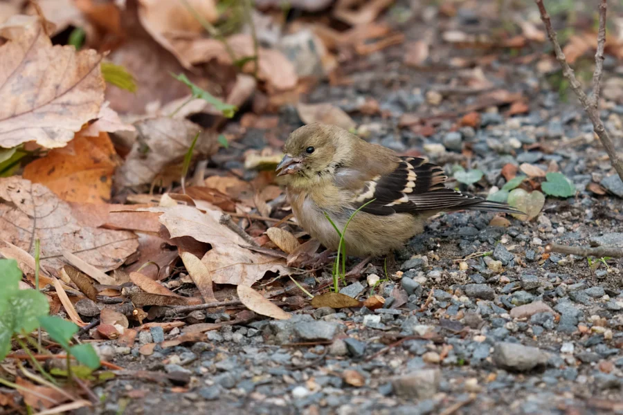 BOR - 11-03-2025 - 0091920 A small brown and yellow bird with black and white wing markings stands on the ground among dry leaves and gravel.