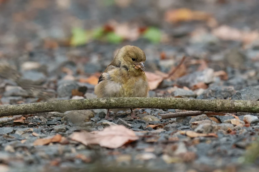 BOR - 11-03-2025 - 0111920 A small brown bird stands on rocky ground behind a fallen branch, with dry leaves scattered around.