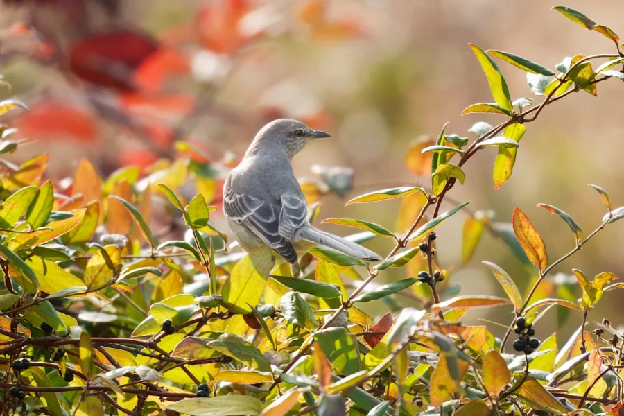 BOR - 11-03-2025 - 0131920 A grey bird perches on a leafy branch surrounded by green and reddish-orange foliage in natural daylight.