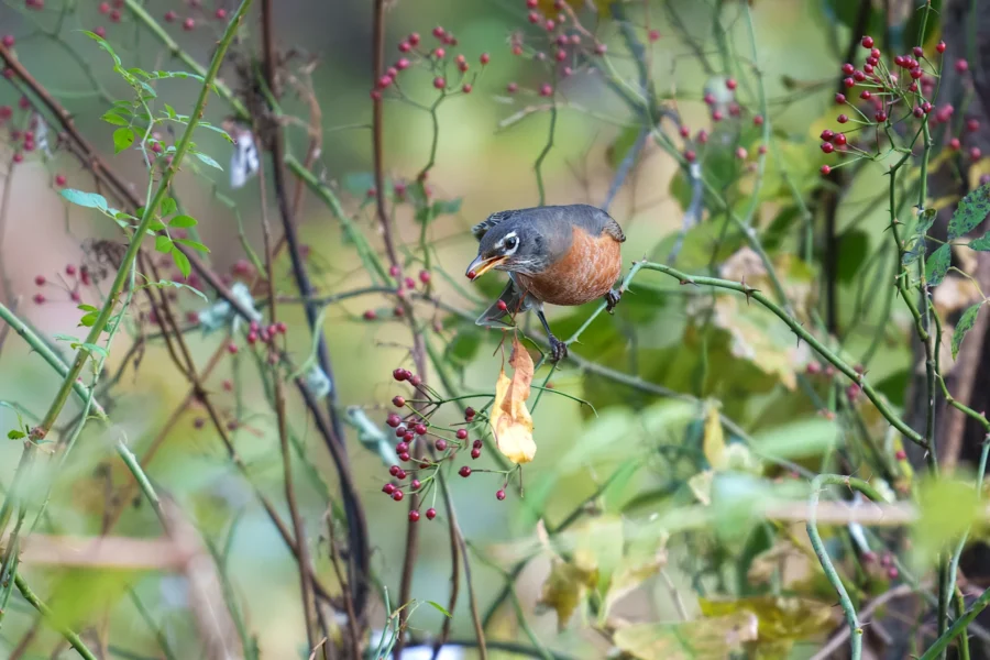 BOR - 11-03-2025 - 0161920 An American robin perches on a branch surrounded by green leaves and red berries, with its beak open.