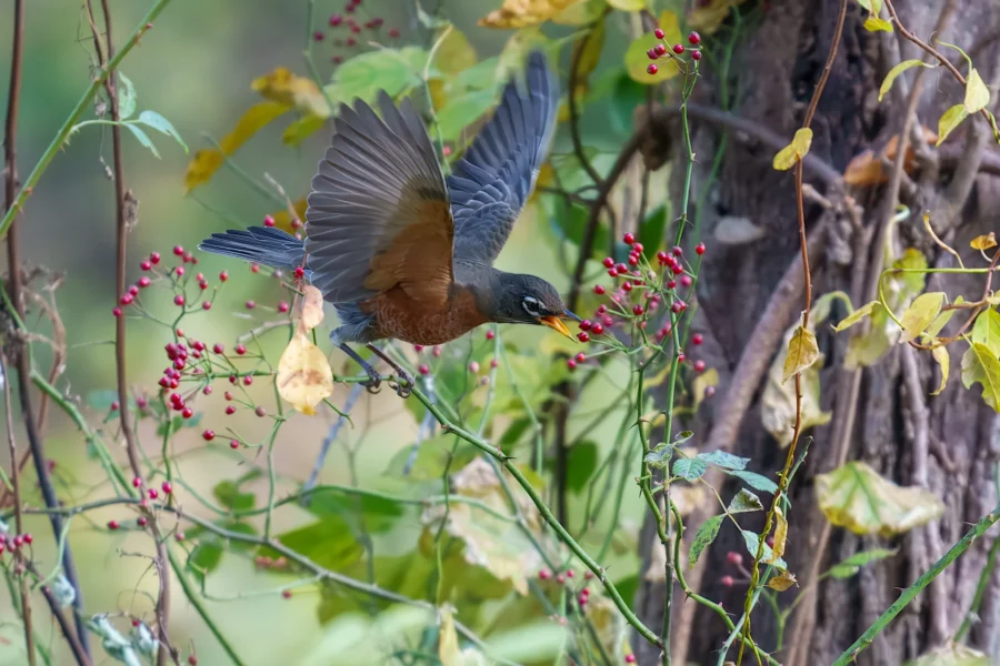 BOR - 11-03-2025 - 0181920 A bird with outstretched wings hovers near red berries on a bush, surrounded by green leaves and branches.