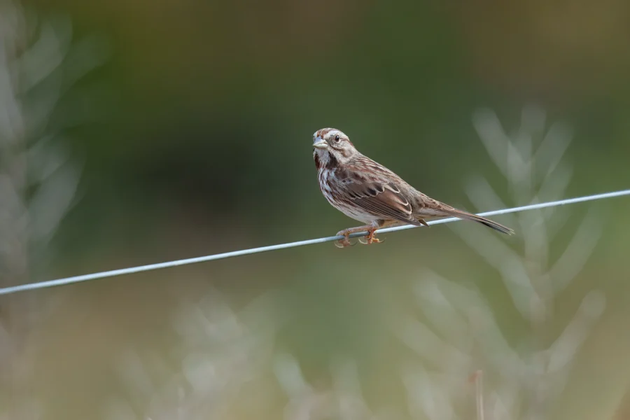 A small brown and white songbird perches on a thin wire against a blurred green and brown background.
