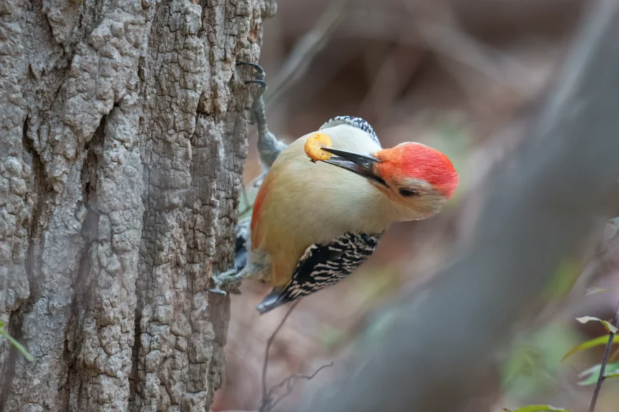 BOR - 11-03-2025 - 0231920 A woodpecker with a red cap clings to the side of a tree, holding a piece of food in its beak.