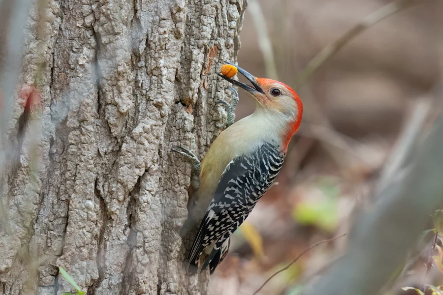 A red-bellied woodpecker clings to the side of a tree, holding an orange berry in its beak.
