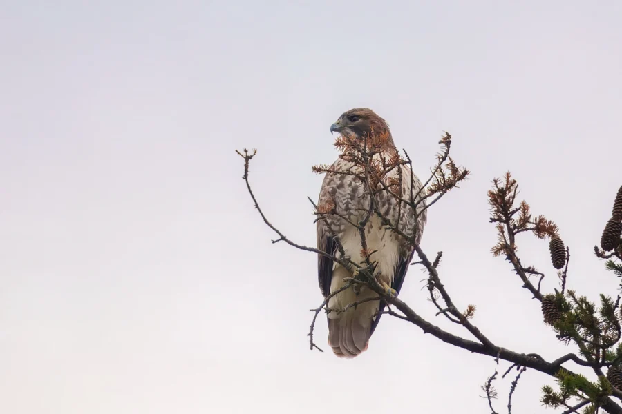 BOR - 11-05-2025 - 0051920 A hawk is perched on a tree branch with sparse pine needles and cones against a pale sky.
