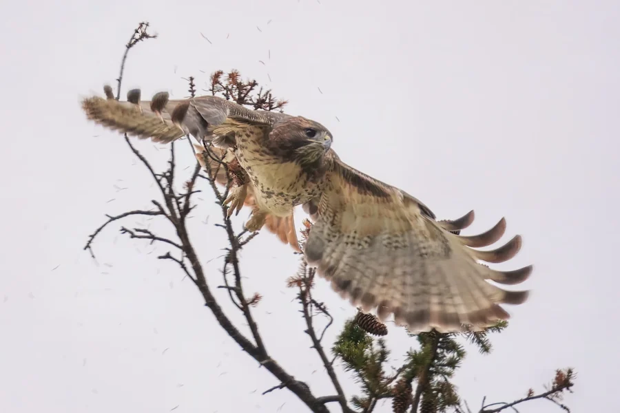 BOR - 11-05-2025 - 0061920 A hawk with outstretched wings takes flight from the top of a tree branch against a pale sky.