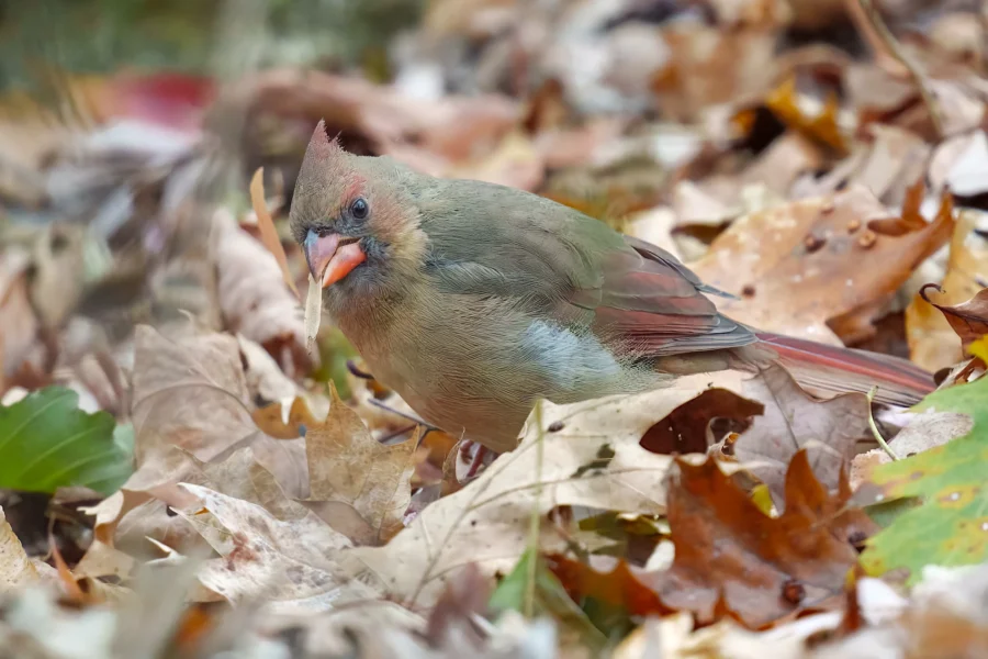 A female cardinal with brown and reddish feathers stands among dry autumn leaves, holding a seed in its beak.