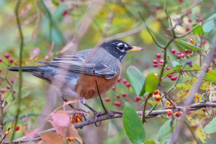 BOR - 11-05-2025 - 0121920 An American robin with a red-orange breast stands on a branch surrounded by green leaves and red berries.