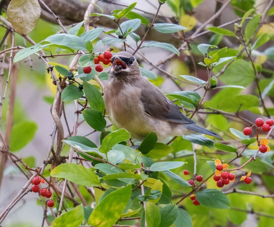 BOR - 11-05-2025 - 0161920 A small bird perched on a leafy branch, eating red berries.