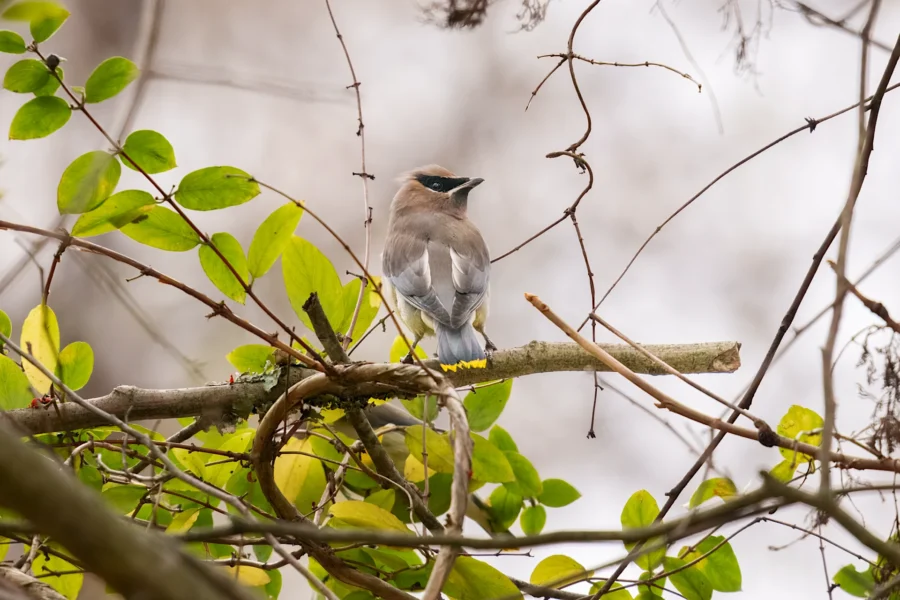 BOR - 11-05-2025 - 0181920 A small brown and gray bird perches on a branch surrounded by green leaves and twigs against a blurred background.