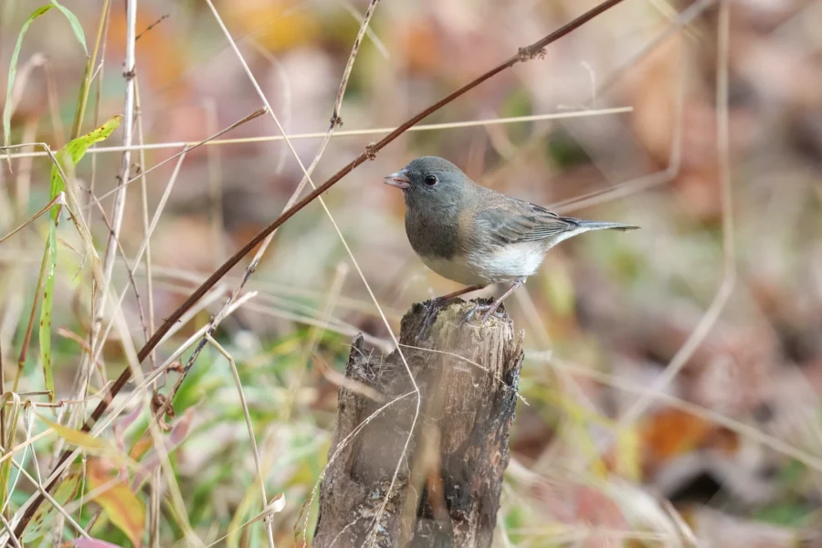 BOR - 11-05-2025 - 0211920 A small bird with dark gray upperparts and white underparts perches on a tree stump surrounded by dry grass and foliage.