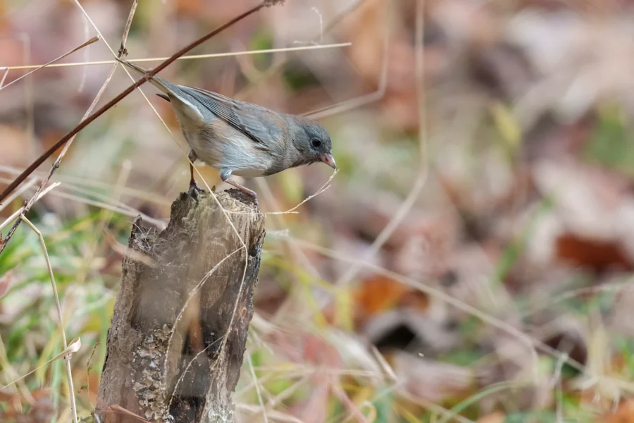 BOR - 11-05-2025 - 0221920 A small bird perches on a tree stump, holding a thin piece of dry grass in its beak, with blurred grass and foliage in the background.