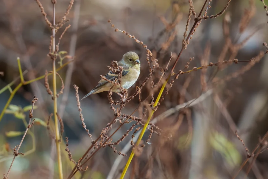 BOR - 11-05-2025 - 0231920 A small bird with greenish-yellow plumage perches on a brown, dried plant stem in a natural outdoor setting.