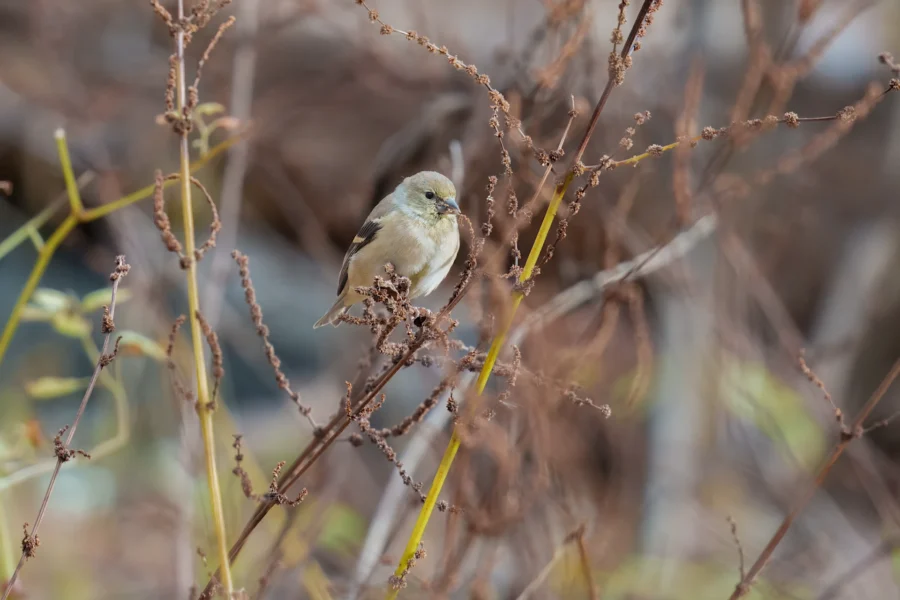 BOR - 11-05-2025 - 0281920 A small bird with muted brown and yellow feathers is perched on a dry, twiggy plant with blurred vegetation in the background.