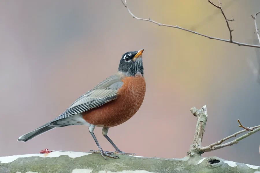 BOR - 11-14-2025 - 0041920 An American Robin with a reddish-orange breast and gray wings perches on a branch against a softly blurred background.