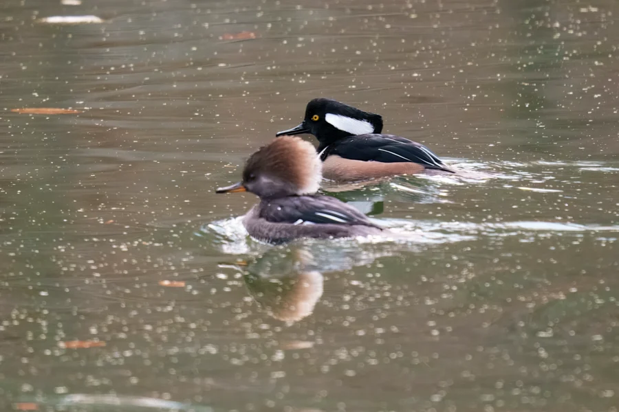 Two hooded mergansers, one male and one female, swim on a pond with light rain creating ripples on the water.