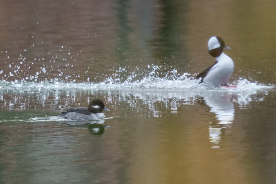 Two ducks swim on a pond; one is calmly gliding in the foreground, while the other splashes in the water behind it.