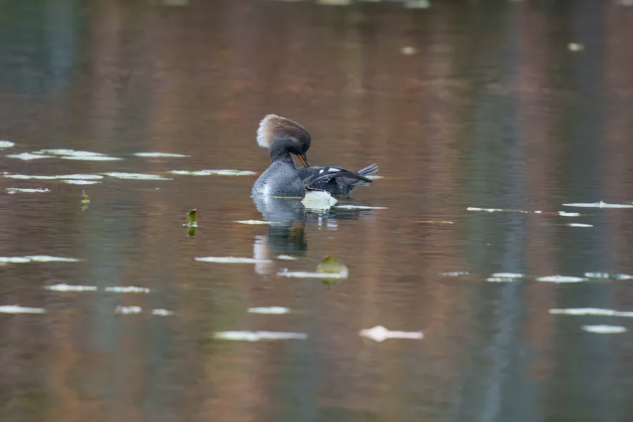 BOR - 11-14-2025 - 0121920 A duck with a brown crest floats on calm water, preening its feathers. Scattered leaves float around the duck on the water's surface.