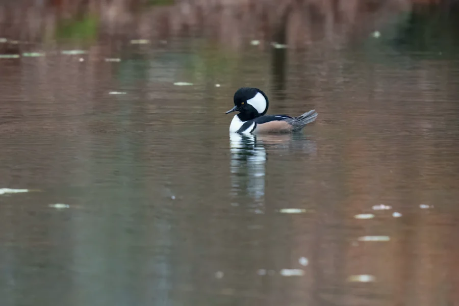 BOR - 11-14-2025 - 0151920 A hooded merganser duck with a distinctive black and white crest floats on calm water, surrounded by subtle reflections and soft background colors.
