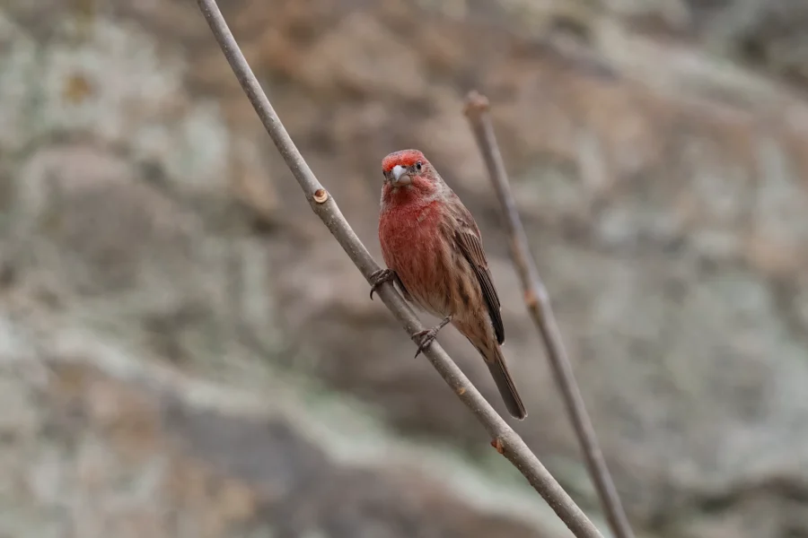 A small bird with red markings on its head and chest is perched on a thin branch, with a blurred natural background.