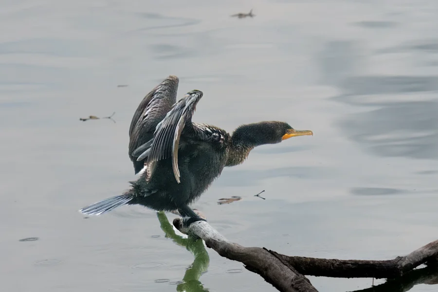 BOR - 11-14-2025 - 0191920 A black waterbird with a long neck stands on a branch above calm water, spreading its wings to dry.
