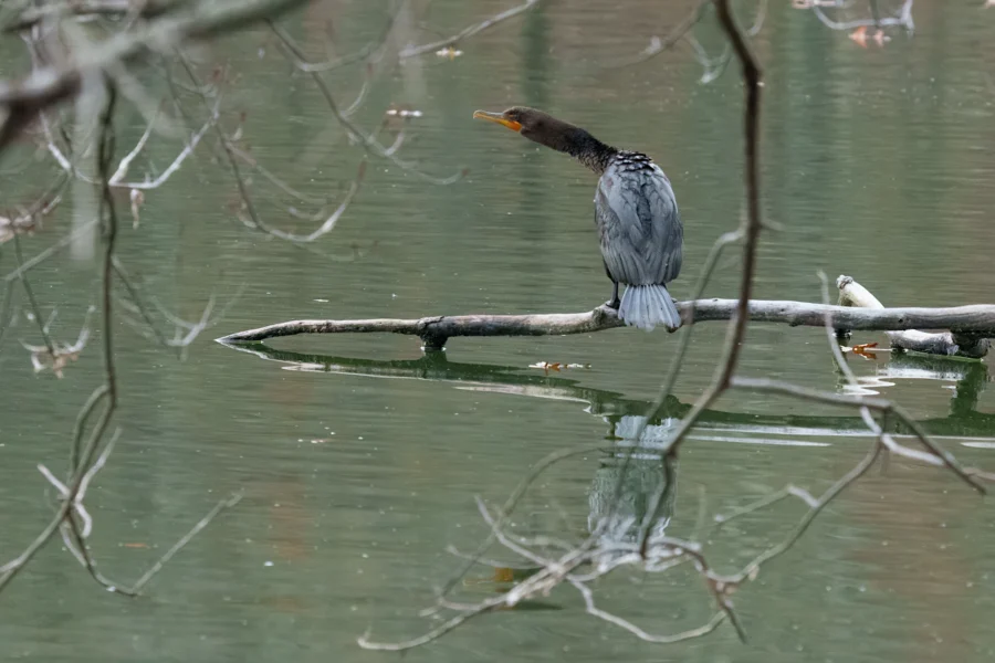 BOR - 11-14-2025 - 0221920 A cormorant perches on a partially submerged branch in calm water, surrounded by tree branches and reflections.